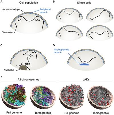 Lamin A, Chromatin and FPLD2: Not Just a Peripheral Ménage-à-Trois